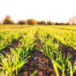 Jeunes plants dans un champ agricole, illustrant la production locale et la sécurité alimentaire en Haïti.